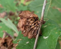 Callirhytis seminator
