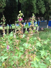 Malva cavanillesiana