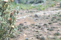 Protea glabra