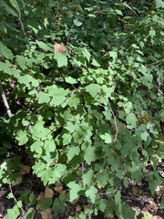 Ribes cynosbati