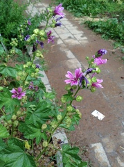 Malva cavanillesiana