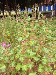 Malva cavanillesiana