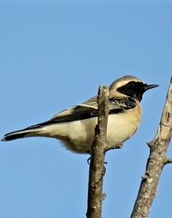 Oenanthe melanoleuca