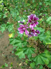 Malva cavanillesiana