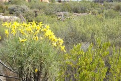 Euryops speciosissimus