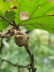 Hamamelis