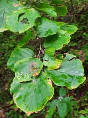 Hamamelis