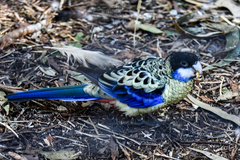 Platycercus venustus