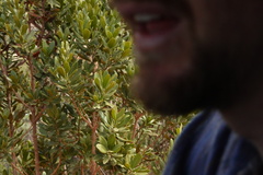 Hyaenanche globosa