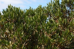 Hyaenanche globosa