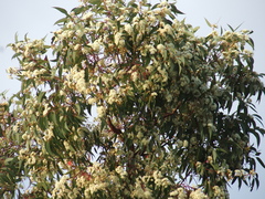 Eucalyptus marginata marginata