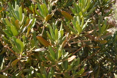 Hyaenanche globosa