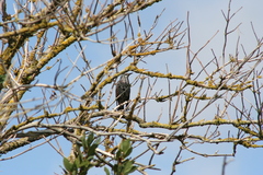 Sturnus vulgaris