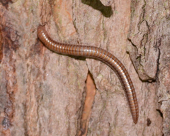 Parajulidae
