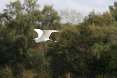 Egretta garzetta