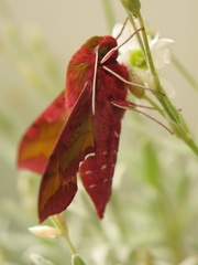Deilephila porcellus