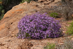 Felicia filifolia