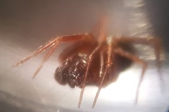 Microneta viaria