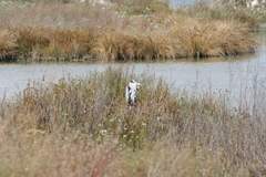 Ardea cinerea