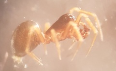 Troxochrus scabriculus