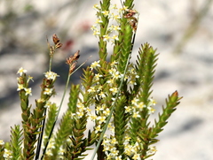 Struthiola striata