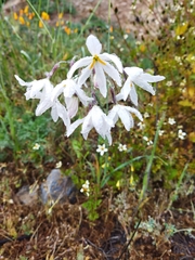 Leucocoryne ixioides