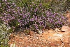 Felicia filifolia