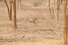 Erythrocebus patas patas