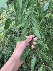 Salix nigra