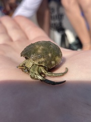 Clibanarius vittatus