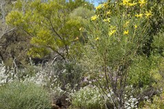 Euryops speciosissimus