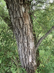 Salix nigra