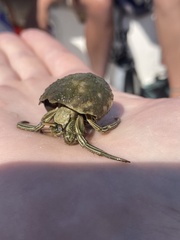 Clibanarius vittatus