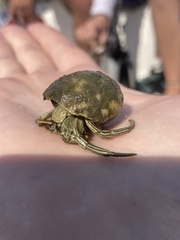 Clibanarius vittatus