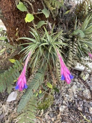 Tillandsia aeranthos