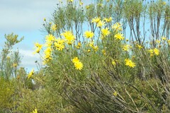 Euryops speciosissimus
