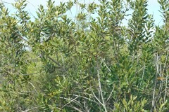 Hyaenanche globosa