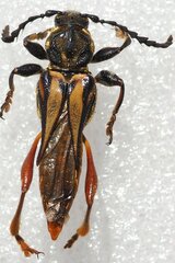 Acyphoderes abdominalis
