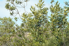 Hyaenanche globosa