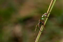 Australomisidia pilula