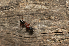 Camponotus innexus