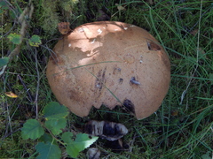 Leccinum versipelle