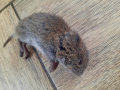 Microtus pennsylvanicus