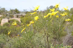 Euryops speciosissimus
