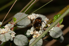 Cyphipelta rufocyanea