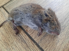 Microtus pennsylvanicus