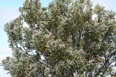 Protea laurifolia