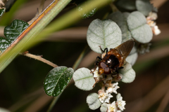 Cyphipelta rufocyanea