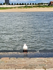 Chroicocephalus ridibundus