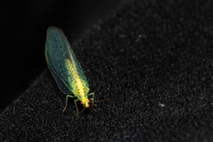 Apertochrysa edwardsi